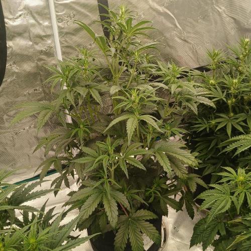 Forum Stomper x Grapewalker Kush-FREEBIE. Week 4 - Day 26