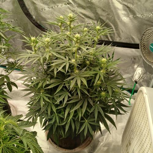 Dodgy Jammers. Week 6 - Day 42