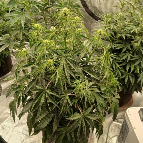 Beary Berry Punch. Week 5 - Day 31