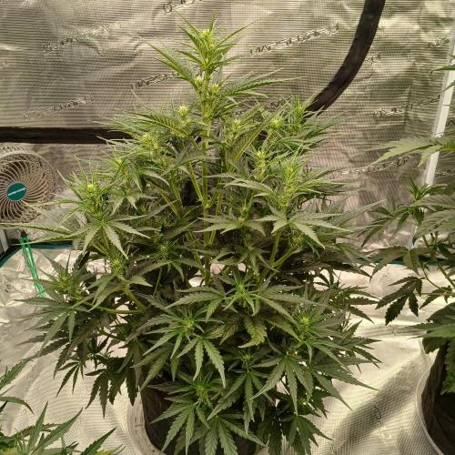 Skywalker x Ripley OG - FREEBIES. Week 4 - Day 28