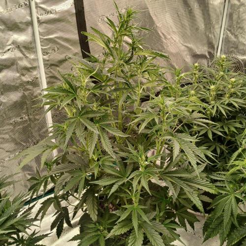 Forum Stomper x Grapewalker Kush-FREEBIE. Week 4 - Day 27