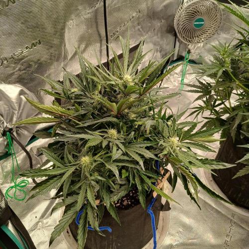 Mango Runtz. Week 5 - Day 33