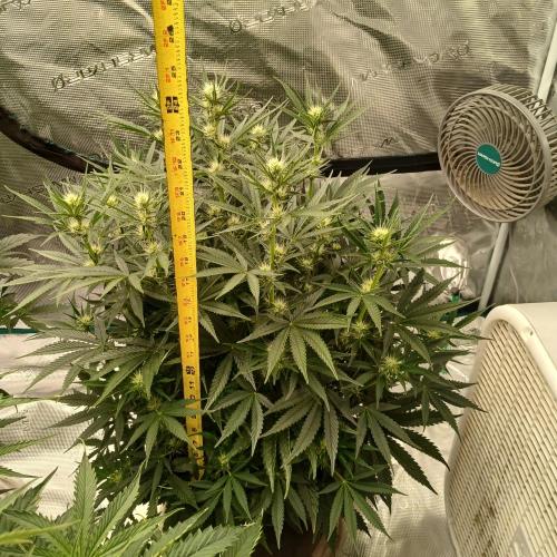 Dodgy Jammers. Week 7 - Day 43