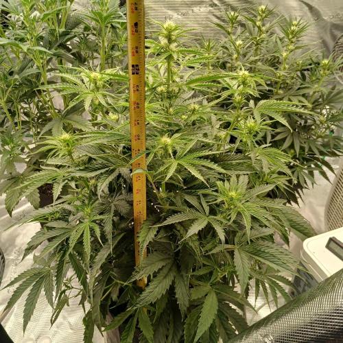 Beary Berry Punch. Week 5 - Day 32