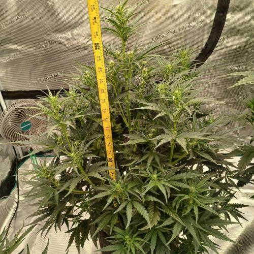 Skywalker x Ripley OG - FREEBIES. Week 5 - Day 29