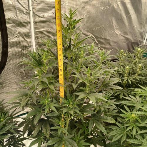 Forum Stomper x Grapewalker Kush-FREEBIE. Week 4 - Day 28