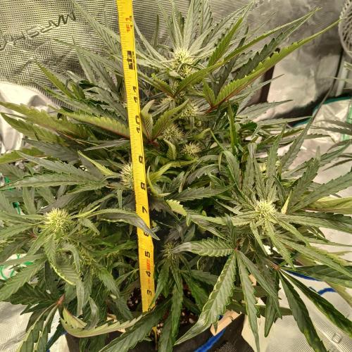 Mango Runtz. Week 5 - Day 34