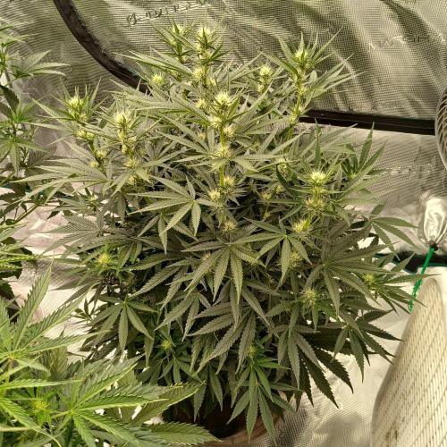 Dodgy Jammers. Week 7 - Day 44
