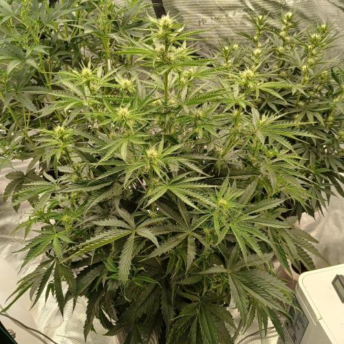 Beary Berry Punch. Week 5 - Day 33