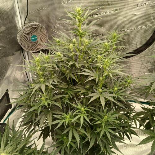 Skywalker x Ripley OG - FREEBIES. Week 5 - Day 30