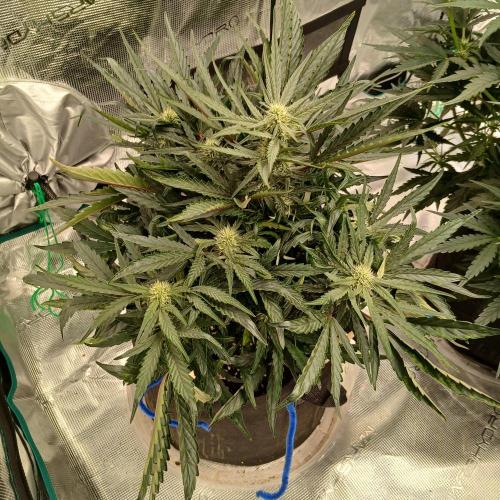 Mango Runtz. Week 5 - Day 35