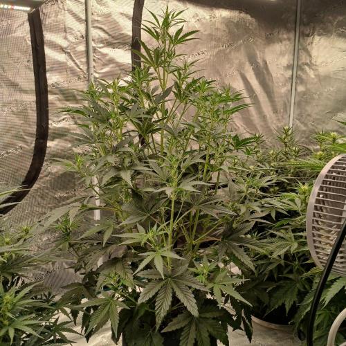 Forum Stomper x Grapewalker Kush-FREEBIE. Week 5 - Day 29