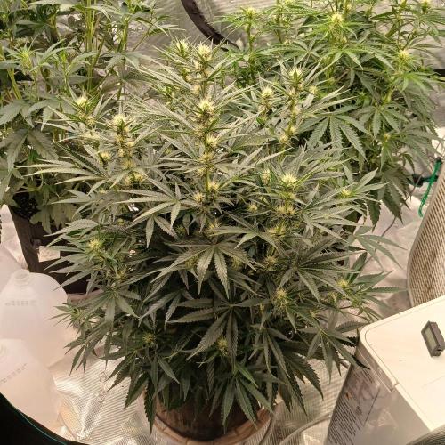 Dodgy Jammers. Week 7 - Day 45