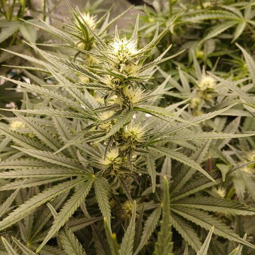 Dodgy Jammers. Week 7 - Day 45