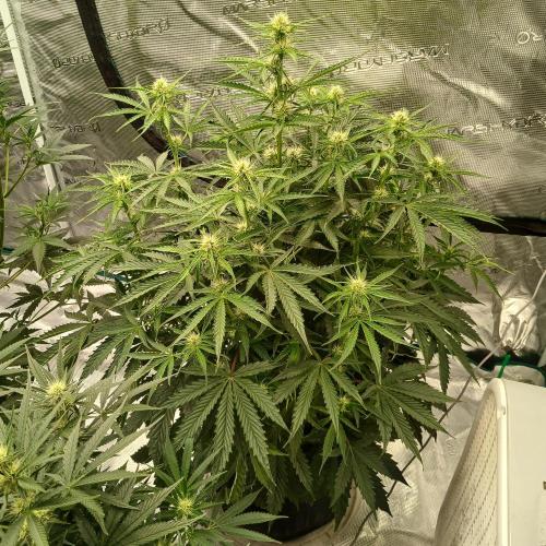 Beary Berry Punch. Week 5 - Day 34
