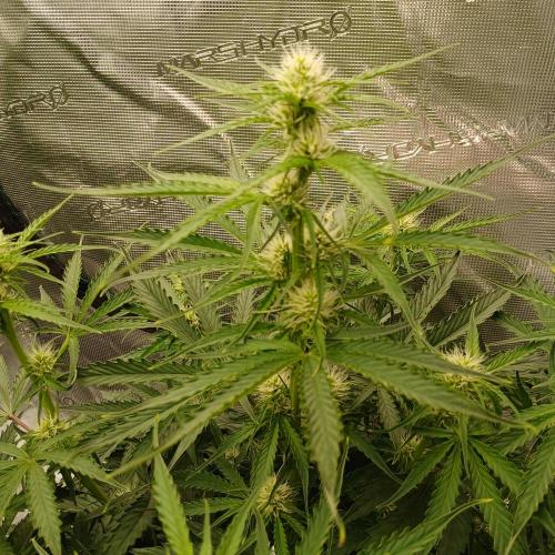 Beary Berry Punch. Week 5 - Day 34