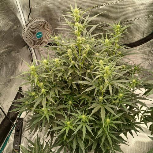 Skywalker x Ripley OG - FREEBIES. Week 5 - Day 31