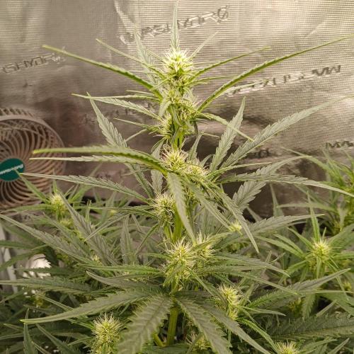 Skywalker x Ripley OG - FREEBIES. Week 5 - Day 31