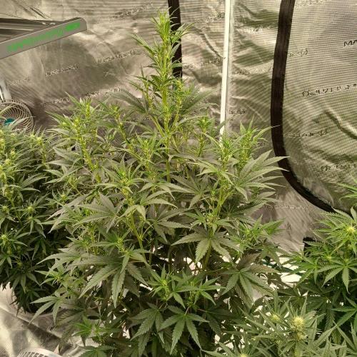 Forum Stomper x Grapewalker Kush-FREEBIE. Week 5 - Day 30