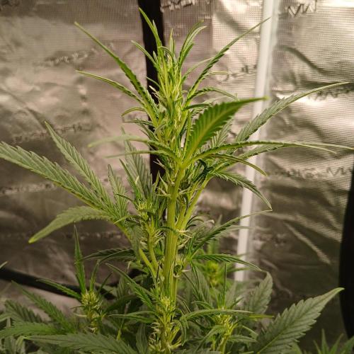 Forum Stomper x Grapewalker Kush-FREEBIE. Week 5 - Day 30