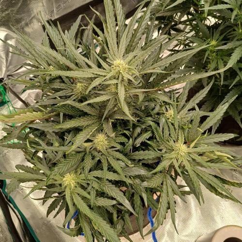 Mango Runtz. Week 6 - Day 36