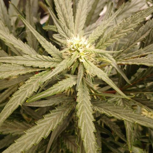 Mango Runtz. Week 6 - Day 36