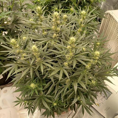 Dodgy Jammers. Week 7 - Day 46