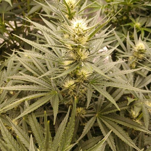 Dodgy Jammers. Week 7 - Day 46