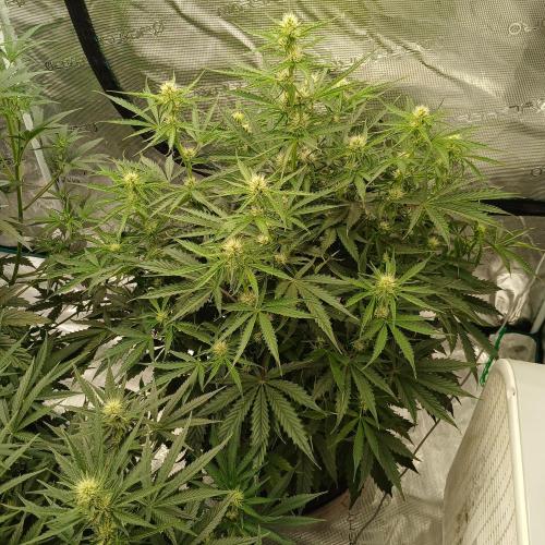 Beary Berry Punch. Week 5 - Day 35