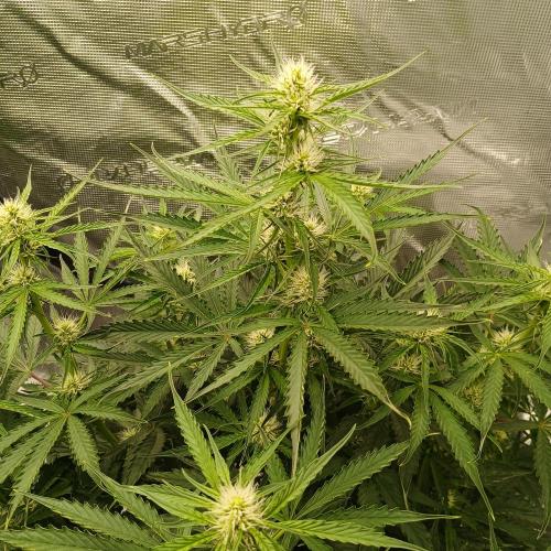 Beary Berry Punch. Week 5 - Day 35