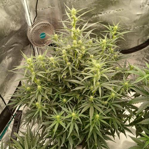 Skywalker x Ripley OG - FREEBIES. Week 5 - Day 32