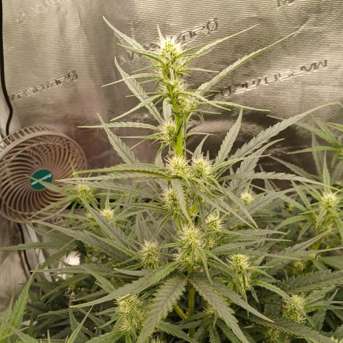 Skywalker x Ripley OG - FREEBIES. Week 5 - Day 32