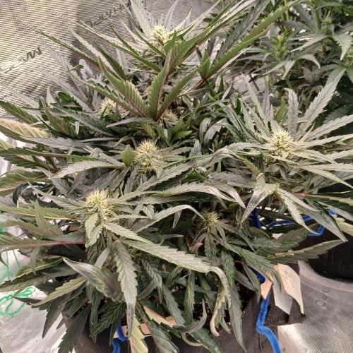 Mango Runtz. Week 6 - Day 37