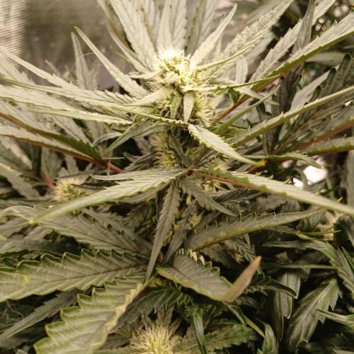 Mango Runtz. Week 6 - Day 37