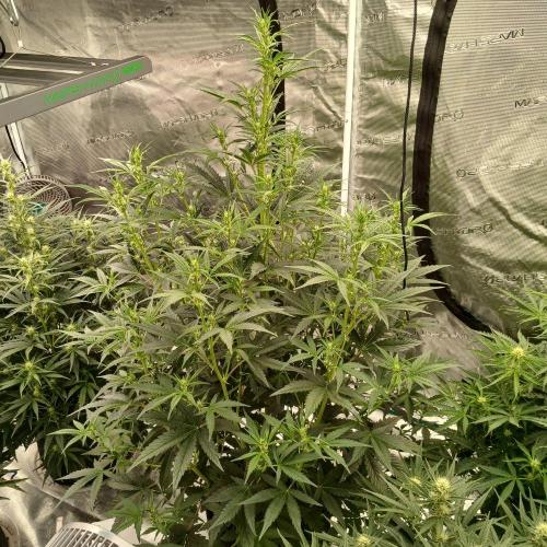 Forum Stomper x Grapewalker Kush-FREEBIE. Week 5 - Day 31