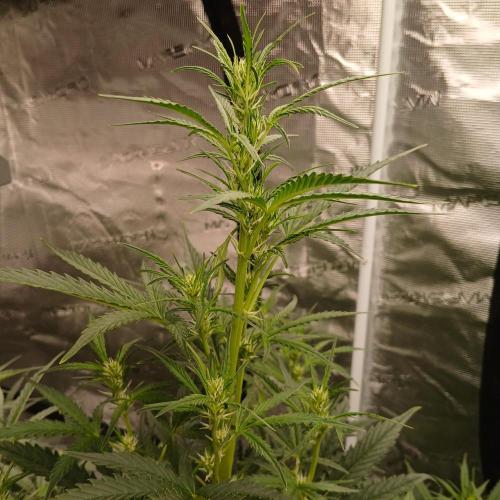 Forum Stomper x Grapewalker Kush-FREEBIE. Week 5 - Day 31