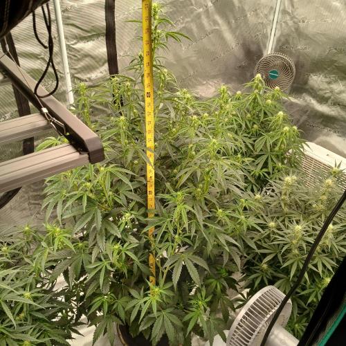 Forum Stomper x Grapewalker Kush-FREEBIE. Week 5