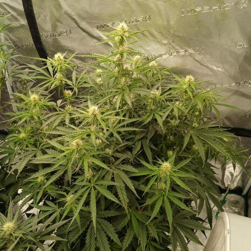 Beary Berry Punch. Week 6 - Day 36