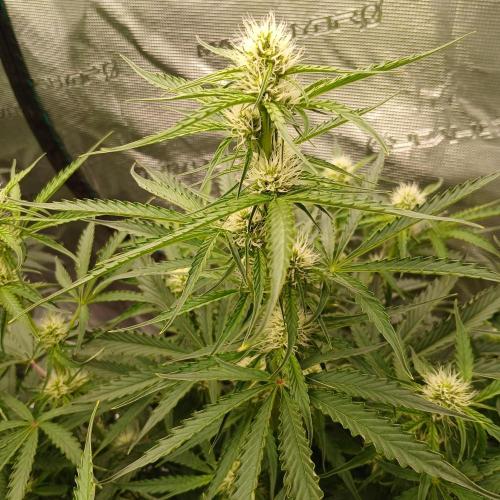Beary Berry Punch. Week 6 - Day 36