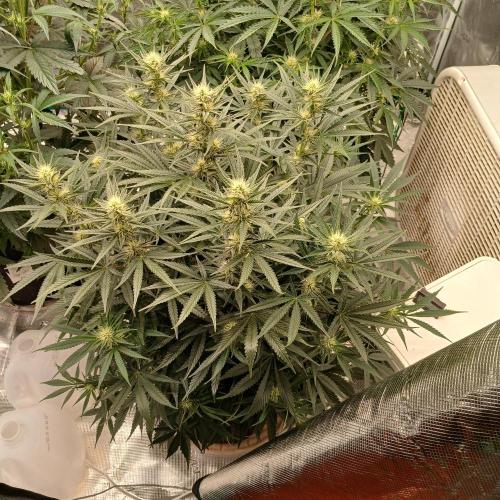 Dodgy Jammers. Week 7 - Day 47