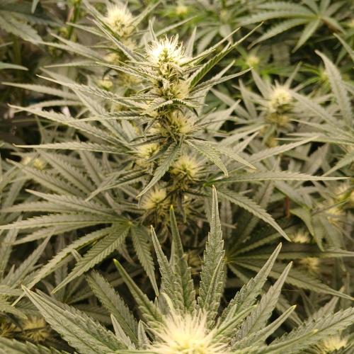 Dodgy Jammers. Week 7 - Day 47
