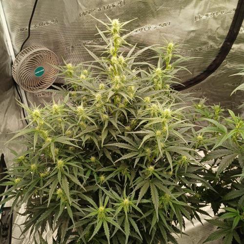 Skywalker x Ripley OG - FREEBIES. Week 5 - Day 33