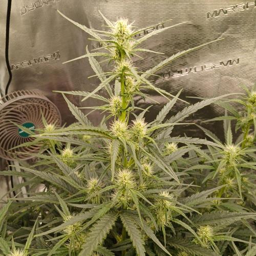 Skywalker x Ripley OG - FREEBIES. Week 5 - Day 33