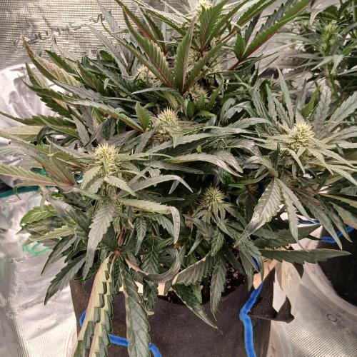 Mango Runtz. Week 6 - Day 38