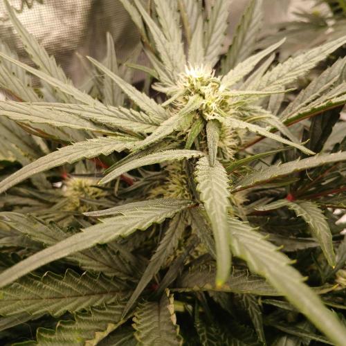 Mango Runtz. Week 6 - Day 38