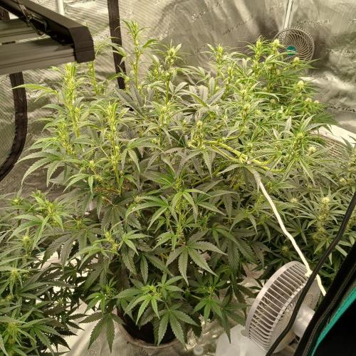Forum Stomper x Grapewalker Kush-FREEBIE. Week 5 - Day 32