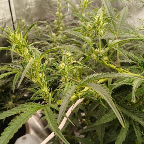 Forum Stomper x Grapewalker Kush-FREEBIE. Week 5 - Day 32