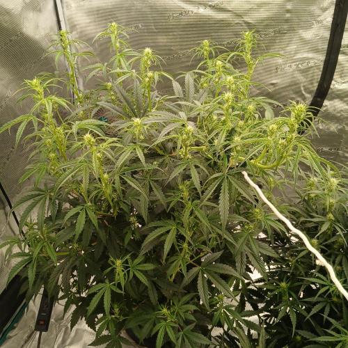 Forum Stomper x Grapewalker Kush-FREEBIE. Week 5