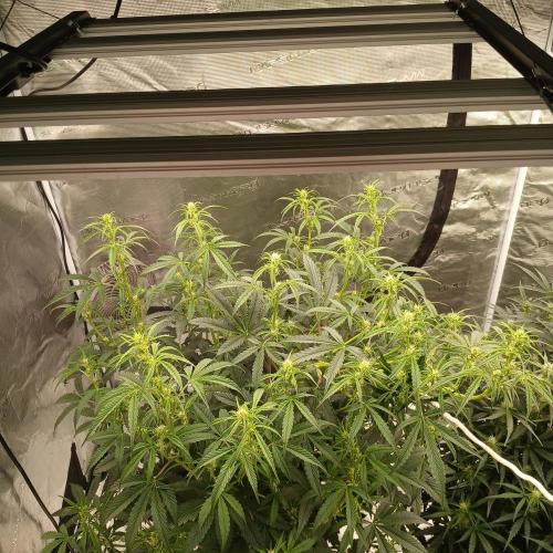 Forum Stomper x Grapewalker Kush-FREEBIE. Week 5 - taking up half the tent