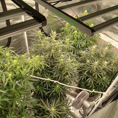 Forum Stomper x Grapewalker Kush-FREEBIE. Week 5 - the others